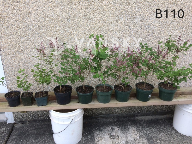 260323231116_B110 31 - 25-09.JPG